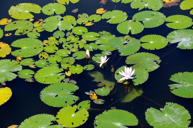 Hojas de loto flotando en el agua