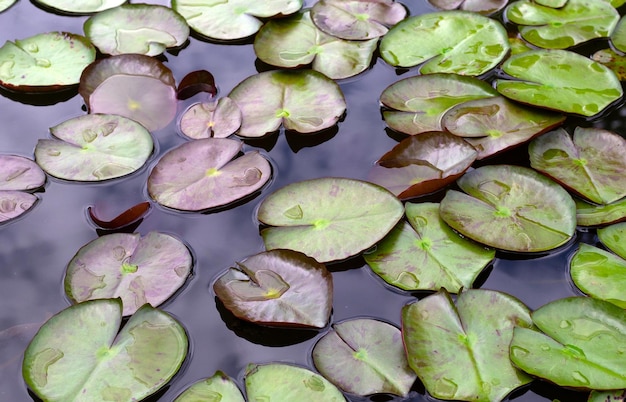 Hojas de loto Nymphaea en estanque