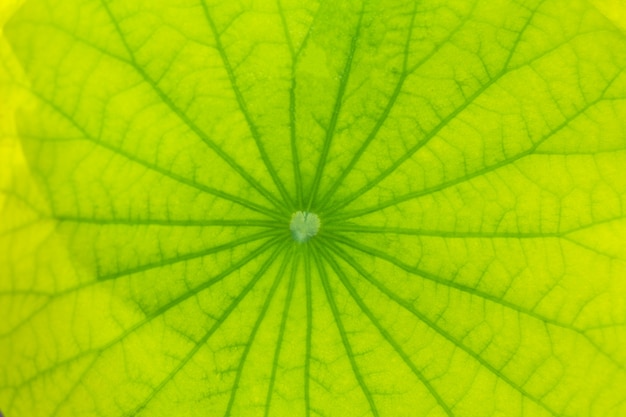 Hojas de Lotus en hojas verdes de fondo.