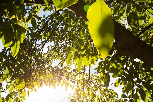 hojas luz del sol corteza de árbol textura naturaleza bosque bosque fondo árboles caducifolios coníferas