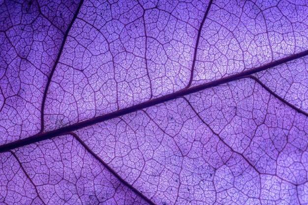 Hojas de macro púrpura, fondos, belleza de la naturaleza, botánica, brillante