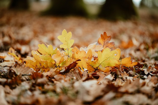 Foto hojas de madera de otoño