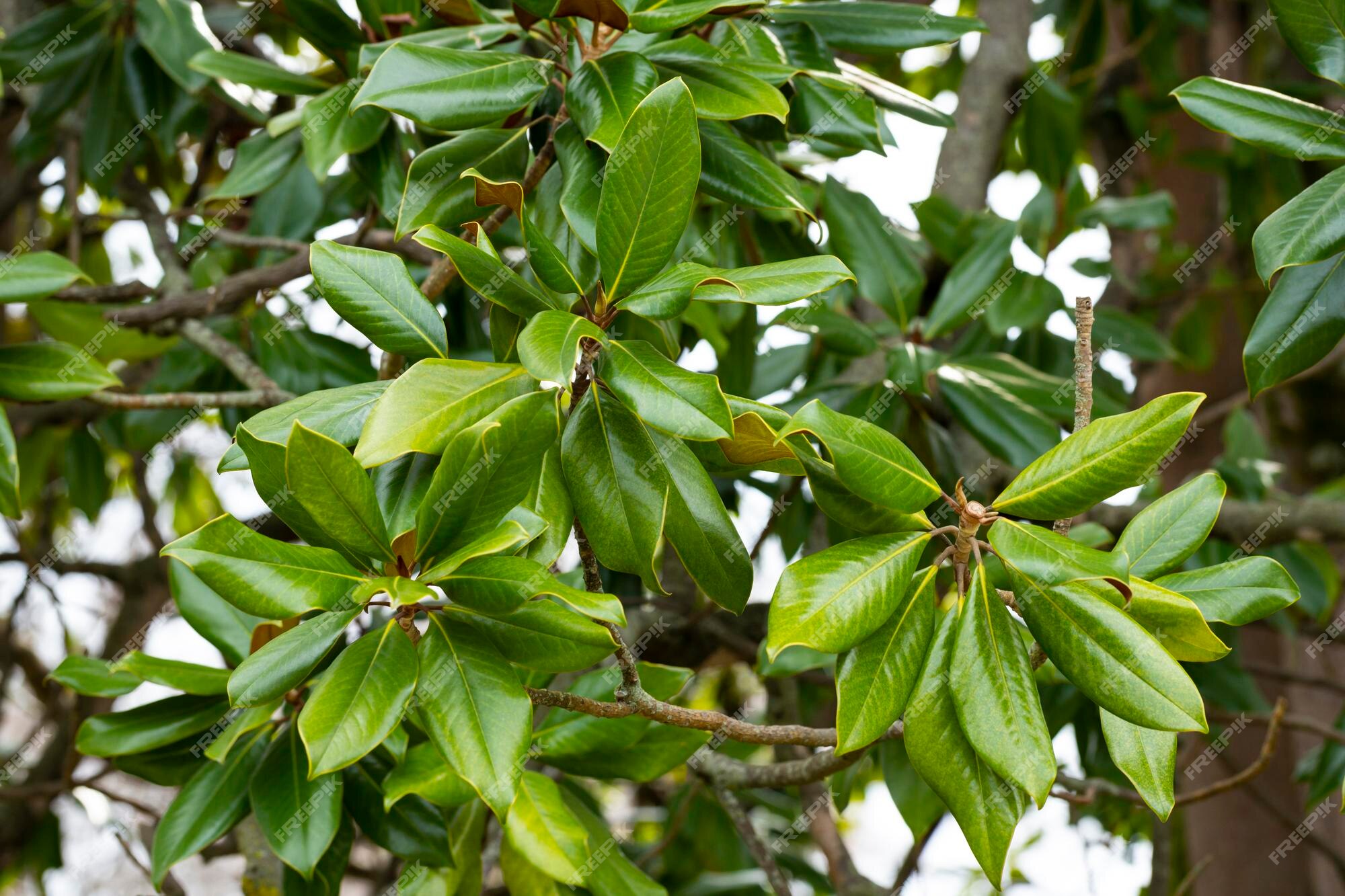 Hojas de magnolia frescas en una rama magnolia grandiflora comúnmente  conocida como la rama de magnolia del sur o bahía de toro con hojas verdes  frescas fondo de hojas de magnolia de