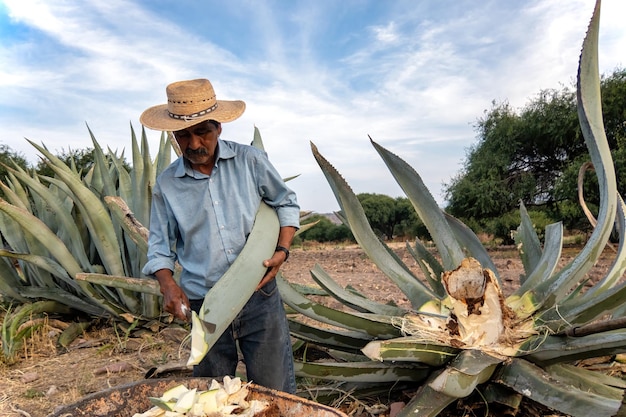 Hojas de maguey verdes o ensiladas y luego picadas o cortadas utilizadas para alimentar ganado vacuno y caprino durante el verano