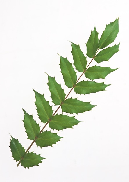 Hojas de Mahonia Aquifolium