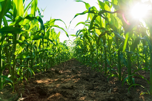 Hojas de maíz al sol Cerca del cultivo de maíz joven