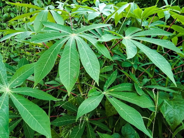 Las hojas de mandioca verde se pueden usar para verduras