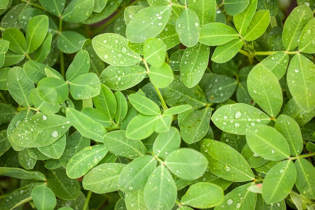 Hojas de maní verdes con gotas de rocío en primer plano