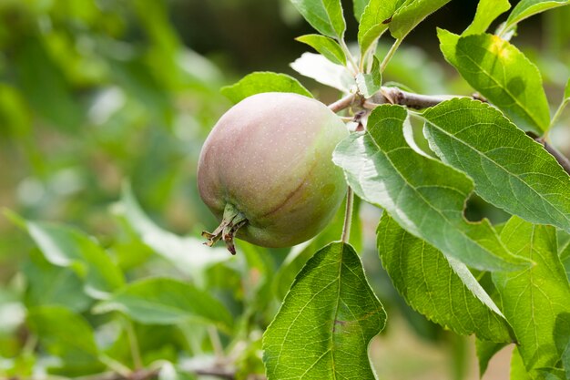 Hojas de manzana verde y manzanas que crecen en el territorio del huerto. Primer plano con poca profundidad de campo.