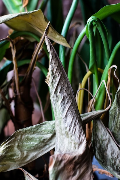 Hojas marchitas de una planta de interior Flores de guerra Una flor de dieffenbachia medio marchita