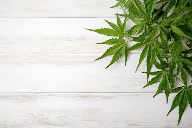 Las hojas de marihuana de cannabis en un fondo de madera blanca un hermoso fondo cultivo en interiores