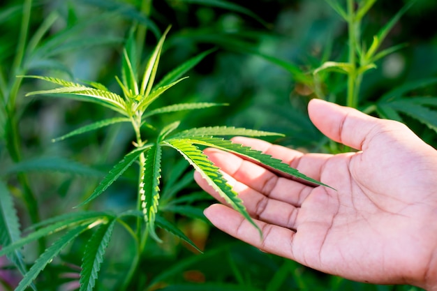 Las hojas de marihuana estaban creciendo y la mano de un hombre se tocaba suavemente.