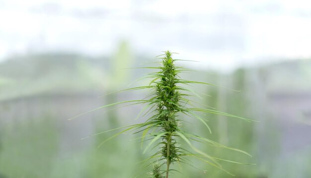 Hojas de marihuana o cannabis de cáñamo verde en el sistema hidropónico de gotas de agua Garden Farm Hierbas para tratamiento alternativo