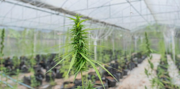 Hojas de marihuana o cannabis de cáñamo verde en el sistema hidropónico de gotas de agua Garden Farm Hierbas para tratamiento alternativo