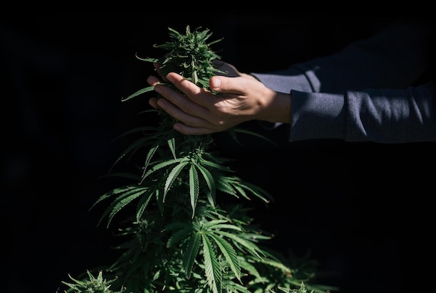Hojas de marihuana plantas de cannabis
