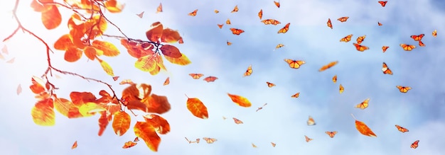 Hojas y mariposas de otoño brillantes amarillas y rojas contra un cielo azul con nubes a la luz del sol Fondo de desenfoque de arte natural de otoño Diseño de banner