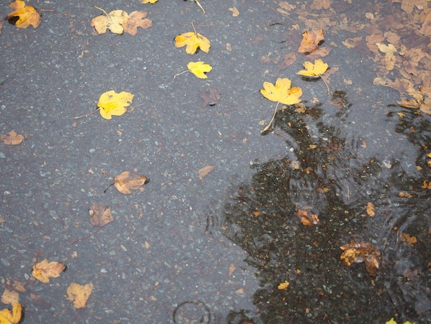 Hojas marrones en el fondo de textura de agua