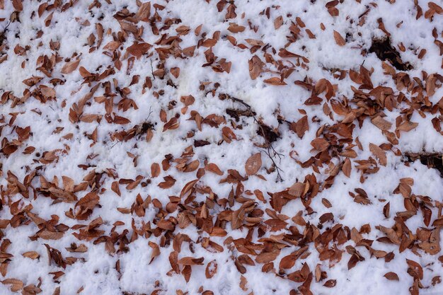 hojas marrones en la nieve