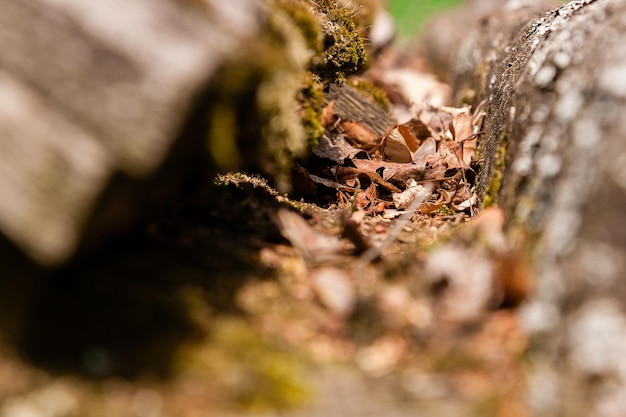 Hojas marrones de otoño