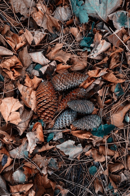 hojas marrones y piñas en la temporada de otoño