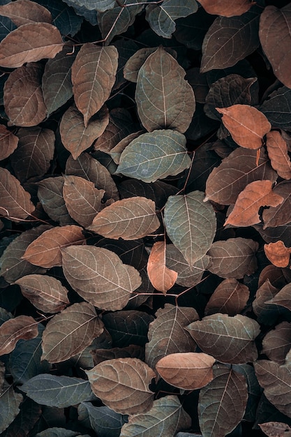 Foto hojas marrones de la planta en la temporada de otoño fondo marrón