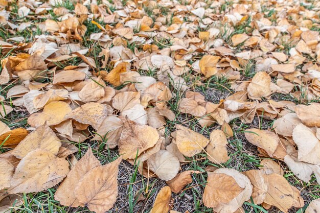 Hojas marrones secas en otoño cubriendo el césped en un parque
