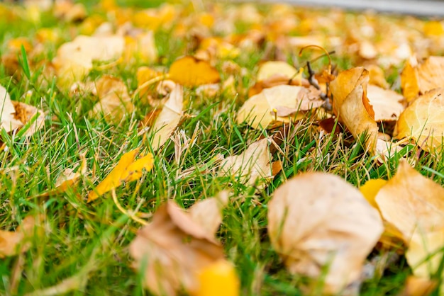 Hojas marrones sobre césped en otoño