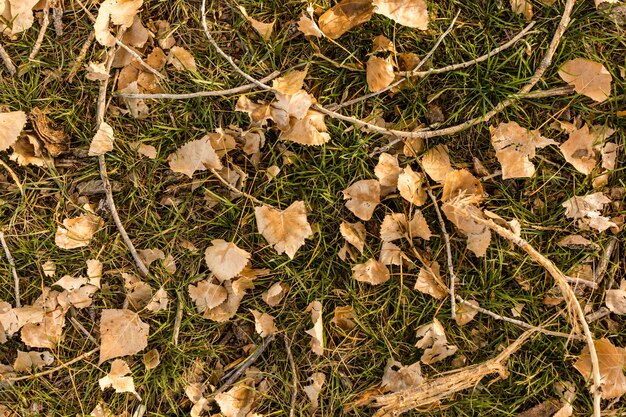 Hojas marrones sobre la hierba verde a finales de otoño.