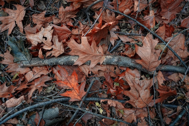 Hojas marrones y tronco en el suelo en temporada de otoño