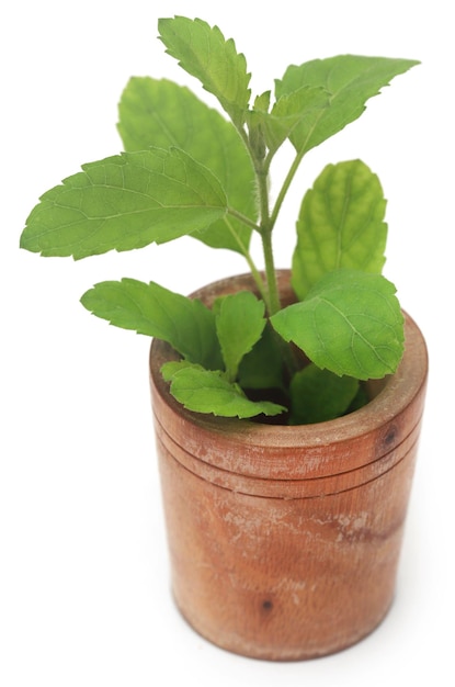 hojas medicinales de tulsi