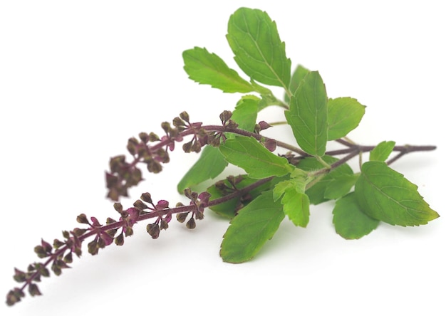 hojas medicinales de tulsi