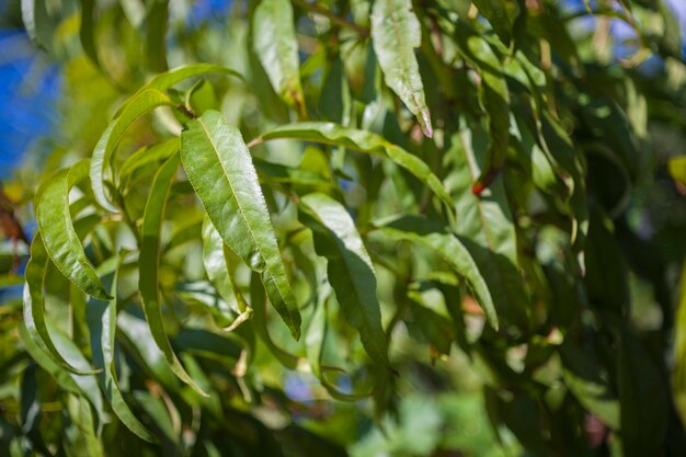 Hojas de melocotón en Sicilia tomadas por luz natural