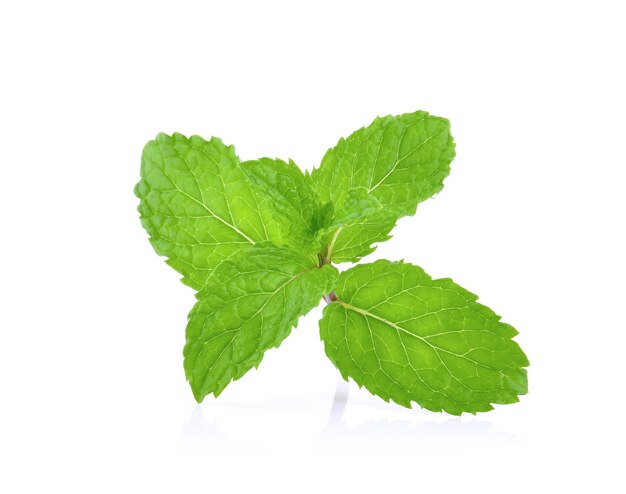 Hojas de menta aisladas sobre un fondo blanco
