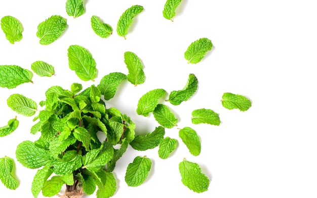 Hojas de menta aisladas sobre fondo blanco