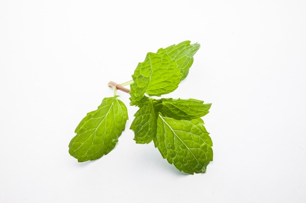 Hojas de menta aisladas sobre fondo blanco.