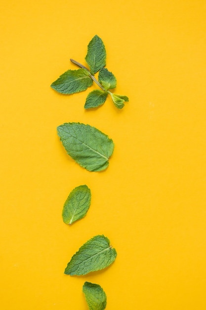 Hojas de menta cruda fresca aisladas sobre fondo amarillo