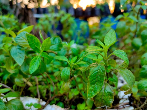 Las hojas de menta se cultivan en los jardines del área de la casa.