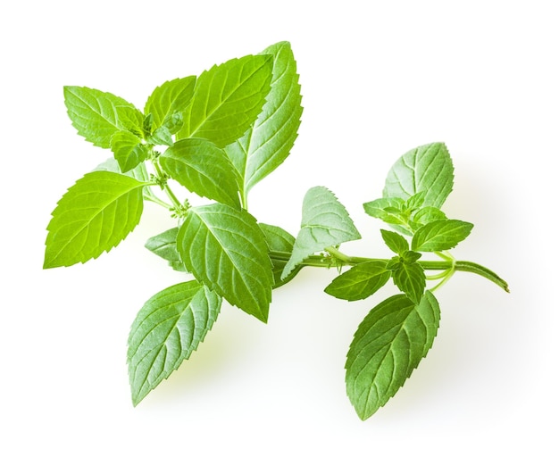 Hojas de menta fresca aisladas sobre fondo blanco