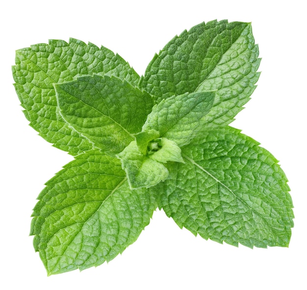 Hojas de menta fresca orgánica aisladas