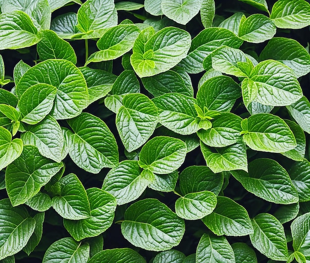 hojas de menta fresca sobre fondo de madera