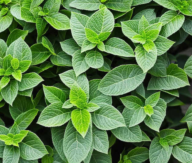 hojas de menta fresca sobre fondo de madera