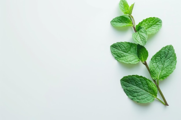 Hojas de menta frescas aisladas sobre un fondo blanco