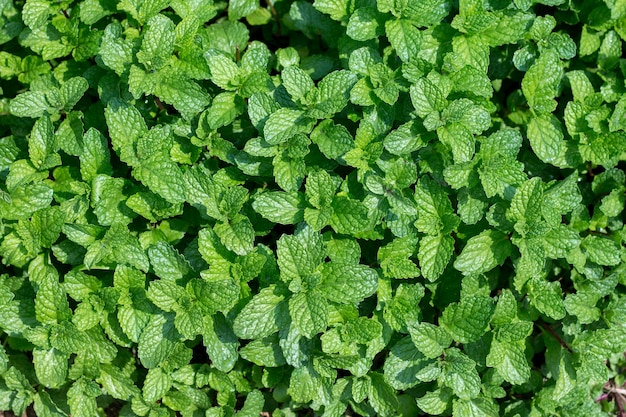 Hojas de menta en el jardín