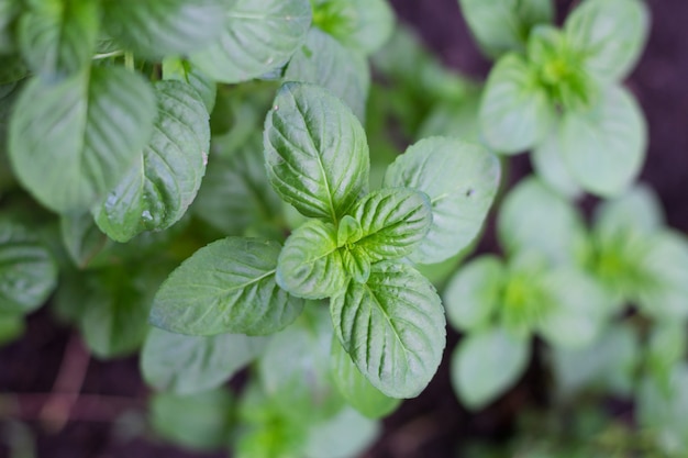 Foto hojas de menta en la planta de jardín orgánico.