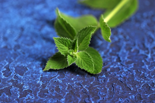 Hojas de menta sobre un fondo azul.