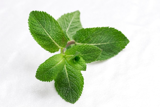 Hojas de menta sobre fondo blanco.