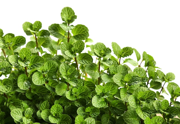 Hojas de menta sobre fondo blanco.