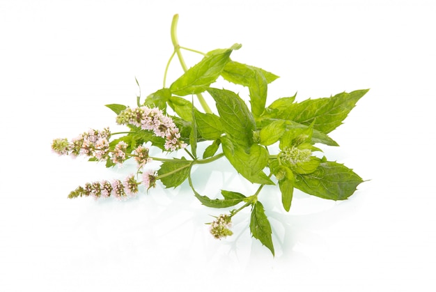 Hojas de menta verde con flor aislado