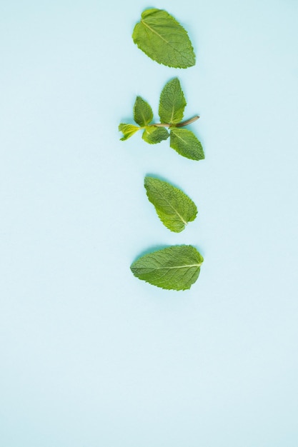 Foto hojas de menta verde fresca sobre fondo azul espacio plano para texto