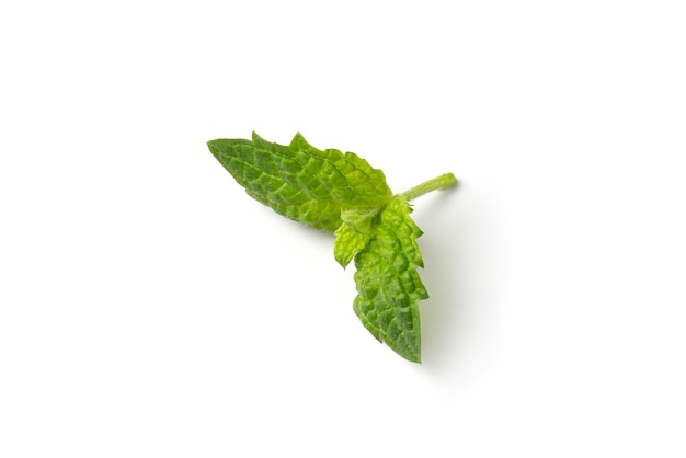 Hojas de menta verde fresca sobre un fondo blanco Foto de alta calidad